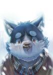  anthro biped black_nose bodily_fluids canid canine canis clothed clothing crying kemono kijimaru male mammal portrait sad solo sweater tears topwear wolf 
