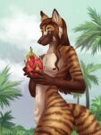  animal_genitalia anthro balls brown_hair canid canine dragon_fruit food fruit fully_sheathed fur genitals girly hair heron_(cagelight) long_hair male mammal maned_wolf navel nipples nude plant sapho_berga sheath solo striped_body striped_fur stripes 