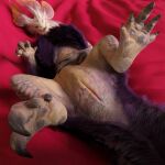  1:1 2021 3d_(artwork) ambiguous_gender animal_genitalia bed_sheet bedding blender_(software) blue_eyes capcom claws cloaca digital_media_(artwork) dragon feet feral fluffy fluffy_chest fluffy_tail foot_focus fur genitals hair hand_on_stomach hi_res ivorylagiacrus legs_up leviathan_(mh) looking_at_viewer lying mizutsune monster_hunter nude on_back open_mouth paws pink_body pink_scales presenting presenting_cloaca purple_body purple_fur purple_hair red_background scales scalie seductive simple_background solo spread_legs spreading teeth toe_claws vertical_cloaca video_games white_body white_scales 