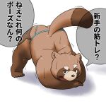  1:1 2021 anthro bodily_fluids brown_body brown_fur brown_nose butt canid canine fur hi_res humanoid_hands jack-o&#039;_pose japanese_text k_gutless kemono male mammal pose raccoon_dog slightly_chubby solo sweat tanuki text 