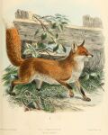  1890 19th_century 4:5 absurd_res ambiguous_gender ancient_furry_art artist_name black_body black_fur black_nose canid canine claws detailed_background digitigrade dipstick_tail english_text feral fox fur grass hi_res j._g._keulemans leg_markings mammal markings multicolored_body multicolored_fur multicolored_tail nude orange_body orange_fur outside plant public_domain quadruped red_fox scientific_name socks_(marking) solo species_name text thorns toe_claws traditional_media_(artwork) whiskers white_body white_fur 