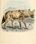  1890 19th_century 4_toes african_wild_dog ambiguous_gender ancient_furry_art artist_name black_body black_fur black_nose brown_body brown_fur canid canine claws detailed_background digitigrade english_text feet feral fur hi_res inner_ear_fluff j._g._keulemans mammal mountain multicolored_body multicolored_fur no_sclera nude orange_eyes outside paws public_domain quadruped scientific_name signature sky solo species_name standing tan_body tan_fur text toe_claws toes traditional_media_(artwork) tuft two_tone_tail whiskers 