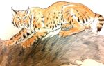  anus dragoness31 felid feline female feral fur lynx mammal orange_body orange_fur rock solo spots 