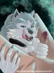  24raccoon 5_fingers absurd_res anthro blue_eyes brand_new_animal canid canine canis collar digital_drawing_(artwork) digital_media_(artwork) digital_painting_(artwork) duo fingers green_eyes hi_res human long_tongue male male/male mammal open_mouth penile sex shirou_ogami studio_trigger tongue tongue_out wolf 
