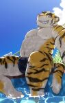  2021 anthro barazoku bulge clothing felid fur genital_outline hi_res kemono kotori male mammal morenatsu muscular muscular_male nipples outside pantherine penis_outline sitting solo swimwear tiger torahiko_(morenatsu) video_games visual_novel water white_body white_fur yellow_body yellow_fur 