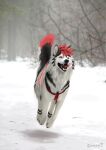  2021 black_nose blue_eyes canid canine canis domestic_dog draw_over edit fangs feral fur hair hi_res husky jumping male mammal nordic_sled_dog open_mouth outside paws photo_manipulation quadruped rainer_(floofyrainer) red_hair snow solo spitz teeth tongue tongue_out white_body white_fur zempy3 