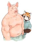  2021 ailurid anthro belly black_nose blush bodily_fluids bottomwear clothing domestic_pig duo humanoid_hands kemono male mammal moobs navel nipples overweight overweight_male pants red_panda simple_background suid suina sus_(pig) sweat takakei1 underwear white_background 