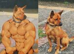  abs anthro canid canine canis canyne_khai chain collar domestic_dog edit fur male mammal meme muscular muscular_male pecs petplay photo_background photo_manipulation road roleplay solo yellow_body yellow_fur 