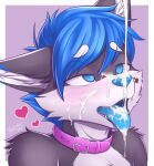  &lt;3 anthro blue_hair blue_nose blue_tongue bodily_fluids canid collar cum cum_in_mouth cum_inside cum_on_face eyebrows fur genital_fluids grey_body grey_fur hair hi_res hypnosis male mammal mind_control open_mouth pink_collar raven-ark solo teeth tongue tongue_out 