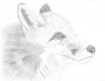  absurd_res ambiguous_gender black_nose canid canine closed_smile feral fox fur graphite_(artwork) greyscale hi_res ilikeeagles looking_away mammal monochrome nose pencil_(artwork) pupils simple_background smile snout solo traditional_media_(artwork) white_background wiskers 
