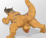  anthro anus armor backsack balls bamumu10 bandai_namco claws digimon digimon_(species) dinosaur foreskin genitals greymon headgear helmet hi_res humanoid_genitalia humanoid_penis male muscular muscular_anthro muscular_male orange_body penis presenting presenting_anus reptile scalie solo 