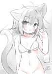  1girl absurdres animal_ear_fluff animal_ears antenna_hair bare_arms bare_shoulders blush bottomless bow bow_bra bra cat_ears cat_girl cat_tail collarbone commentary_request cup fang grey_eyes grey_hair groin hand_up highres looking_at_viewer minato_yu_(0514) mug navel original parted_lips solo tail tail_raised underwear underwear_only white_bra 
