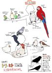  1other animal animal_on_arm animal_on_hand animal_request bird bird_request budgerigar_(bird) chicken cockatiel cockatoo commentary_request crow duck information_sheet java_sparrow long-tailed_tit lovebird macaw mattaku_mousuke measurements multiple_views original parakeet parrot pigeon scarlet_macaw silhouette simple_background sparrow sulphur-crested_cockatoo translation_request upper_body white_background 