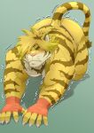  1boy animal_ears ass bandaged_hand bandages bara blonde_hair blush commentary_request ei_(marutendon) fang full_body fundoshi furry furry_male japanese_clothes macan_(housamo) male_focus male_underwear medium_hair muscular muscular_male solo stretch tail tiger_boy tiger_ears tiger_tail tokyo_afterschool_summoners topless_male twitching underwear underwear_only white_male_underwear yellow_fur 