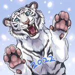 2022 ayaka black_body black_fur black_stripes dated fangs felid feral fur looking_at_viewer mammal open_mouth pantherine pawpads paws simple_background snow solo striped_body striped_fur stripes teeth tiger white_body white_fur