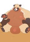  2024 anthro balls belly big_balls big_belly blush brown_body canid canine duo genitals haoming hi_res kemono male mammal moobs nipples overweight overweight_male penis raccoon_dog solo_focus tanuki 