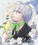  1boy animal aym4800 bangs bird bird_on_hand black_shirt floral_background flower green_ribbon grey_eyes hand_up highres looking_at_viewer male_focus neck_ribbon petals ribbon rose rose_background shirt short_hair silver_(twisted_wonderland) silver_hair solo twisted_wonderland upper_body white_flower white_rose 