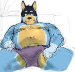 anthro artxtcy australian_cattle_dog bandit_heeler black_body black_fur blue_body blue_fur bluey_(series) bulge canid canine canis cattledog clothing domestic_dog fur furniture herding_dog male mammal nipples overweight pastoral_dog simple_background sitting sketch sofa solo spread_legs spreading underwear yellow_body yellow_fur