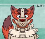 2019 anthro arms_tied asylum bdsm blue_eyes bondage bound digital_drawing_(artwork) digital_media_(artwork) felid feline fur green_background hair head_markings headshot_portrait icon identification kemira kemira_redearth_(character) looking_at_viewer male mammal markings muzzle_(object) muzzled orange_body orange_ears orange_fur orange_snout orange_tail pointy_ears portrait prick_ears restraints simple_background solo straitjacket tail