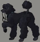 animal_genitalia animal_vulva bedroom_eyes black_body black_fur canid canine canine_genitalia canine_vulva canis collar domestic_dog female feral fur genitals glistening glistening_genitalia glistening_vulva grey_body grey_fur lamb_clip leash leash_in_mouth mammal narrowed_eyes object_in_mouth poodle presenting rusttrap seductive solo tail_puff vulva