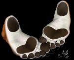  5toes anthro barefoot canid canine claws digital_media_(artwork) feet foot_focus fox fur hi_res high_heels humanoid_feet male mammal mroleoso nails paws plantigrade shaded simple_background soles solo toes whitesoles 