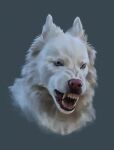  2021 akella-yukami blue_eyes canid canine canis digital_media_(artwork) feral fur hi_res mammal open_mouth simple_background solo teeth tongue white_body white_fur wolf 