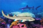  2021 blue_markings blurred_background brown_body carpet_shark digital_media_(artwork) female feral fish gills hi_res longtail_carpet_shark mammal marine markings raku_naga sea shaded shakuri shark solo underwater water 