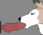  ambiguous_gender ambiguous_penetrated animated bestiality black_nose blue_eyes brown_body brown_fur canid canine cheek_tuft digital_media_(artwork) dildo dildo_in_mouth dipstick_ears facial_tuft fangs fellatio feral fur grey_background knotted_dildo koba loop lycanroc mammal masturbation midday_lycanroc multicolored_ears nintendo oral oral_masturbation penetration penile pok&eacute;mon pok&eacute;mon_(species) saliva_on_dildo sex sex_toy sex_toy_fellatio sex_toy_in_mouth sex_toy_insertion simple_background solo tongue tongue_out tuft video_games white_body white_fur 