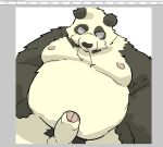  2019 anthro balls belly black_body black_nose erection genitals giant_panda hi_res kemono male mammal moobs nipples overweight overweight_male penis solo suishou0602 ursid white_body 