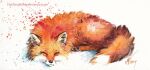  2014 ambiguous_gender black_nose canid canine christinamandy feral fox fur mammal orange_body orange_fur simple_background sleeping solo whiskers white_background 