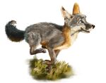  2016 black_nose blue_eyes canid canine digital_media_(artwork) feral fur grass grey_body grey_fox grey_fur hi_res mammal multicolored_body multicolored_fur orange_body orange_fur plant quadruped running simple_background solo swish tablet_pen urocyon white_background white_body white_fur 