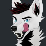  1:1 anthro asylfire blue_eyes canid canine canis fur hair headshot_portrait hi_res looking_at_viewer male mammal open_mouth portrait simple_background solo teeth tongue white_body white_fur wolf 