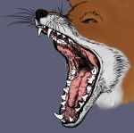  ambiguous_gender canid canine feral fox fur galluslafayetti mammal mouth_shot open_mouth red_body red_fox red_fur solo teeth tongue white_body white_fur yawn 