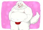  2021 anthro belly blush bulge canid canine canis clothing domestic_dog fur hi_res humanoid_hands kemono male mammal mature_male moobs navel nipples obese obese_male overweight overweight_male solo tongue tongue_out underwear white_body white_fur yanununununu 