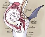  2021 absol ambiguous_gender anatomy anatomy_reference anthro anus belly big_belly black_eyes black_tail bladder bone coiled_up creature_inside cross_section curled_up diagram edit english_text fake_pregnancy fallout:_pca female feral flat_colors foulmonster genitals guts hi_res host internal intestine_displacement intestines label liver nerves nintendo organs parasite pelvis pok&eacute;mon pok&eacute;mon_(species) pregnant profile_view pussy side_view signature simple_background spinal_cord spine standing stomach_(organ) text tynamo urethra video_games vore 