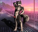  absurd_res anthro canid canine canis genitals hi_res hybrid male mammal penis pinup pose procyonid public raccoon rocketwolfy solo wolf 