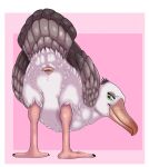  2021 albatross ambiguous_gender animal_genitalia avian bird cloaca female_(lore) feral genitals hi_res presenting presenting_cloaca procellariiform simple_background solo sylvertears yaroul 