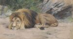  1909 20th_century absurd_res ancient_furry_art brown_body brown_fur brown_mane dated felid feral fur geza_vastagh hi_res lion male mammal mane nude outside pantherine pastel_(artwork) proper_art public_domain realistic resting signature solo traditional_media_(artwork) 