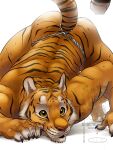  2020 3:4 5_fingers anthro asian_clothing ass_up bottomwear butt claws clothed clothing digital_media_(artwork) east_asian_clothing eclipsewolf felid fingers fundoshi fur hi_res japanese_clothing male mammal pantherine simple_background solo stripes tiger topless underwear white_background 