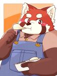  2021 3:4 ailurid anthro blush clothing eating food hi_res humanoid_hands kemono male mammal overalls overweight overweight_male red_panda shibuya_2810 shirt simple_background solo topwear 