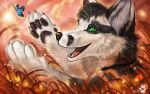  2021 black_body black_fur canid canine canis day detailed_background digital_media_(artwork) domestic_dog flashw fur green_eyes mammal open_mouth outside paws sky smile sun teeth tongue whiskers white_body white_fur 