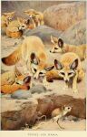  1916 20th_century absurd_res ambiguous_gender ancient_furry_art big_ears biped black_nose canid canine curled_up detailed_background digitigrade dipodid dipstick_tail english_text fennec feral fox friedrich_wilhelm_kuhnert fur group hi_res inner_ear_fluff jerboa long_tail mammal markings nude public_domain quadruped realistic rodent signature standing tail_markings tan_body tan_fur text traditional_media_(artwork) tuft 