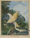  18th_century absurd_res ancient_furry_art avian beak biped bird cloud detailed_background duo feathered_wings feathers female feral golden_oriole gouache_(artwork) hi_res luis_paret_y_alcazar male nude old_world_oriole outside painting_(artwork) passerine plant public_domain sky spanish_text spread_wings tail_feathers text traditional_media_(artwork) tree wings yellow_body yellow_feathers 