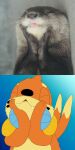  1:2 ambiguous_gender blue_background buizel comparison dipstick_tail exposed_teeth eyes_closed fur hatchlingbyheart hi_res lutrine mammal markings multi_tail mustelid nintendo orange_body orange_fur pawpads paws_on_face pok&eacute;mon pok&eacute;mon_(species) simple_background tail_markings video_games 