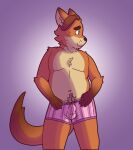 2017 anthro balls_outline belly bodily_fluids bulge canid canine clothing disney fox genital_outline gideon_grey hi_res humanoid_hands kayadult male mammal navel orange_body penis_outline simple_background slightly_chubby solo sweat underwear zootopia 