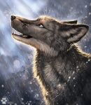  2021 ambiguous_gender black_nose blue_eyes canid canine day digital_media_(artwork) feral flashw fur grey_body grey_fur mammal open_mouth outside raining solo teeth tongue 