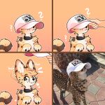  1:1 2021 5_fingers ? absurd_res anthro baseball_cap cheetah claws clothing collar comic disembodied_hand duo felid feline fingers hat headgear headwear hi_res human looking_at_viewer mammal nagifur paws real serval 