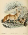  1890 19th_century ambiguous_gender ancient_furry_art artist_name big_ears black_nose brown_eyes canid canine claws detailed_background digitigrade duo english_text fennec feral fox fur hi_res j._g._keulemans mammal no_sclera nude outside quadruped species_name standing tan_body tan_fur text toe_claws traditional_media_(artwork) 