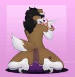  absurd_res anal anal_penetration anthro brown_body brown_fur canid canine canis dildo dildo_in_ass dildo_insertion dildo_sitting domestic_dog fur hair hi_res long_hair long_tongue male mammal mati_(matixcs) matixcs penetration sex_toy sex_toy_in_ass sex_toy_insertion solo tongue 