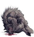  anthro blood bodily_fluids canid canine canis digitigrade fluffy fur gore grey_body grey_fur hi_res hunched_over male mammal muscular muscular_male neck_tuft nmvsolidus nude pain pawpads paws simple_background solo tuft were werecanid werecanine werewolf wolf 